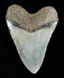 Inch Megalodon Shark Tooth #4063-2